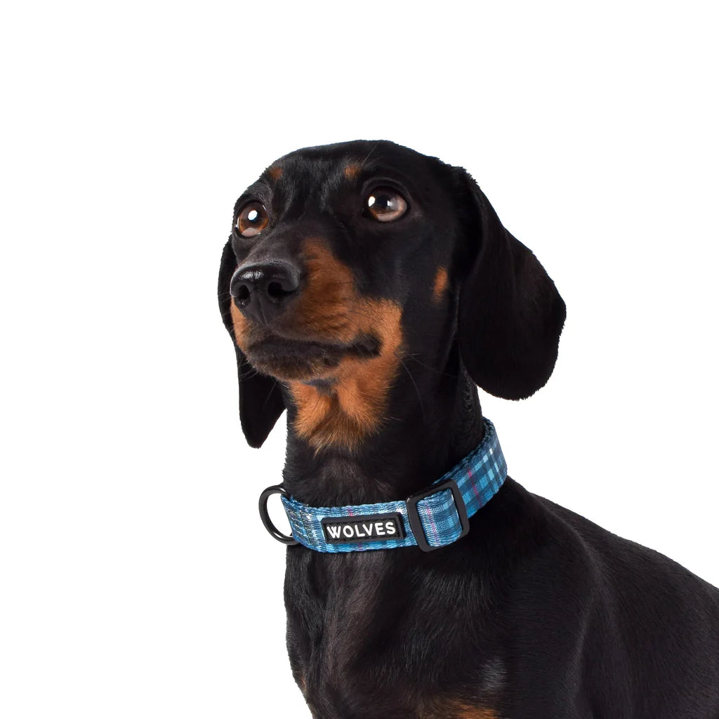 Wolves Of Wellington Lochie Collar - Medium